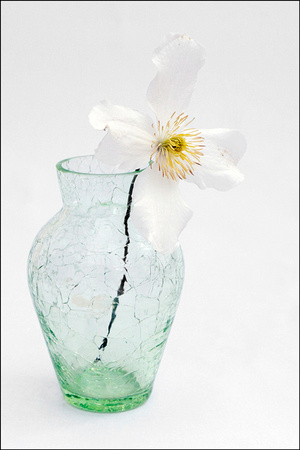 Clematis Flower