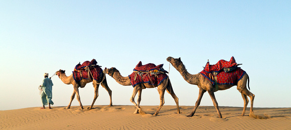 Camel Trader